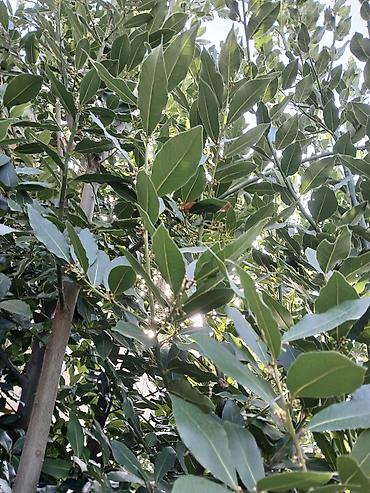 puste ağacı: Dəfnə ağacı (laurel) təqdim olunur. Şəkillərdə göründüyü kimi bitki — 3