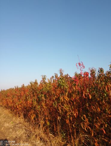 Şitillər: Meyvə tingləri satışdadır və sağlam zəmanətli sifariş verə bilərsiz -da lalafo.az — 6 Şitillər: Meyvə tingləri satışdadır və sağlam zəmanətli sifariş verə bilərsiz — 6