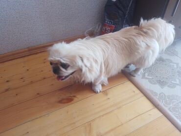 pekines itleri: Pekines, 1 il, Erkek