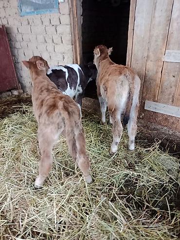 Коровы, быки: Продаю | Бык (самец) | Для разведения | Племенные — 7