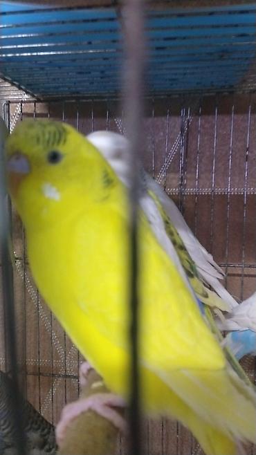 Qəfəslər: Hazir cut korella qefes qarisiq yuvasi altinda yumurtasi — 6