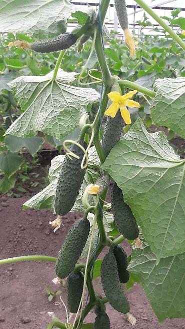 Удобрения и садовая химия: Удобрение Самовывоз — 7