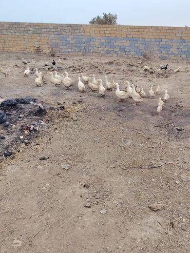 Ördəklər: Səsli Pekin ördək balaları və lal ördək balaları 1 ay, 40, 60, ve 80 -da lalafo.az — 1 Ördəklər: Səsli Pekin ördək balaları və lal ördək balaları 1 ay, 40, 60, ve 80 — 1