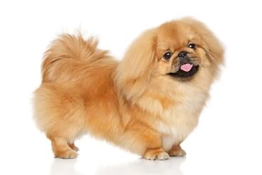 İtlər: Pekines, 4 il, Dişi, Sənədli, Pulsuz çatdırılma