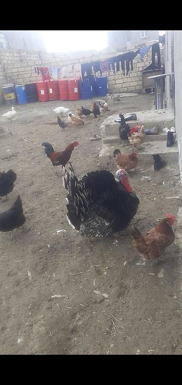 qırqovul yumurtası satışı: Salam oz qapimin heyvanlardir temz kennt mehsullari isdeyen adama — 7