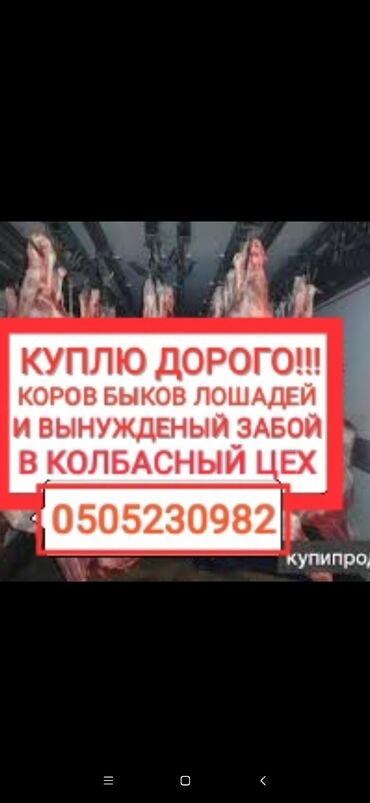 Животные - Сокулук: Скупаем скот в колбасные цеха
приеду сам работаем круглосуточно