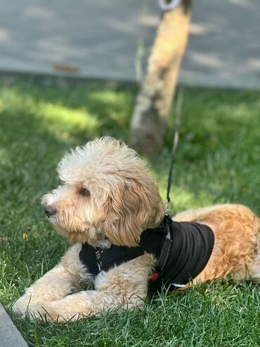 i̇tlər pitbul: Pudel, 8 ay, Erkek, Ünvandan götürmə