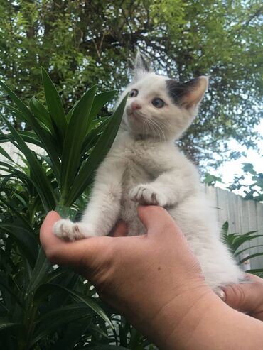 большой кот: Отдам кошечку в хорошие руки!