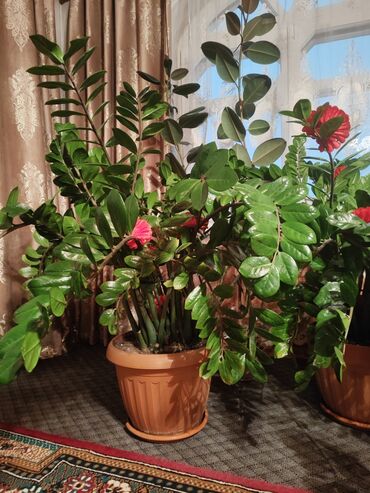Комнатные растения: 7 лет цветкупрошу 5 000
