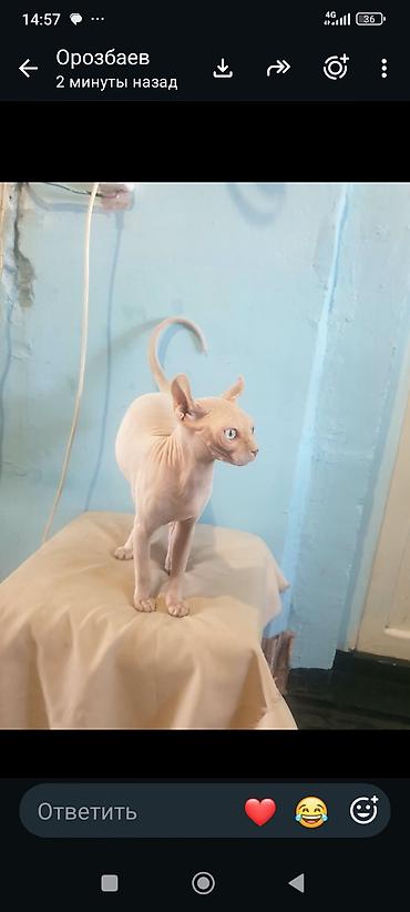 Мышыктар сатылат: Кот на вязка готово — 3