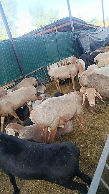 кобыла кобылка: Продаю | Баран (самец) | Гиссарская — 4