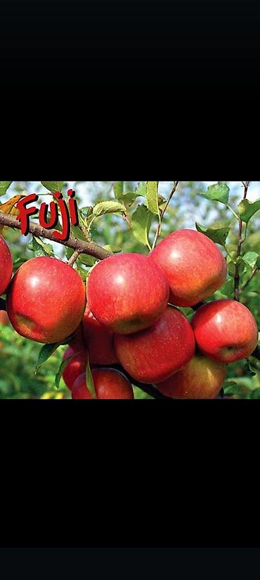 Tinglər: Goyce ve birinci sort turk eriyi tinglerine xususi endirimlerimiz var — 9