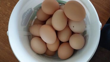 Цыплята: Australorp mayalı yumurtaları qiymət 50 qəpik ) 7/24 aktiv ✅️
