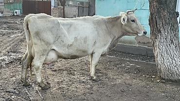 Коровы, быки: Продаю | Корова (самка) | Швицкая | Для молока — 8