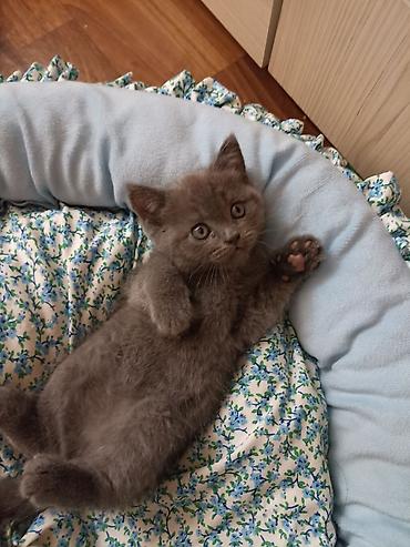 Здравствуйте в наличии 3 котёнка. 2 мальчика и одна девочка Британский