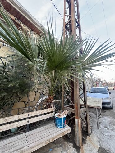 Otaq bitkiləri: Palma ağacı real alıcıya endirim olunacaq