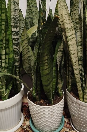 домашнии цветы: Тёщин язык или сансевиерия в горшке