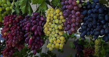 Другие фруктовые и ягодные растения: Кочот сатылат Кызыл кыянын питомнигинде остурулгон 🍑 персиктин 6сорту at lalafo.kg — 8 Другие фруктовые и ягодные растения: Кочот сатылат Кызыл кыянын питомнигинде остурулгон 🍑 персиктин 6сорту — 8