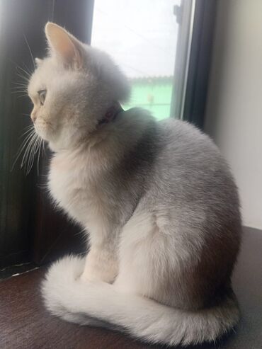 котята породистые купить: Самка