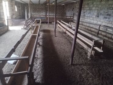 Bağ evlərinin satışı: Gəncə, 26 kv. m, 1 otaqlı, Hovuzsuz, Qaz, İşıq — 3