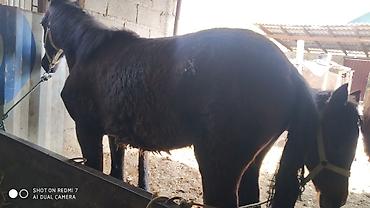 Лошади, кони: Продаю | Жеребец | Рабочий — 4