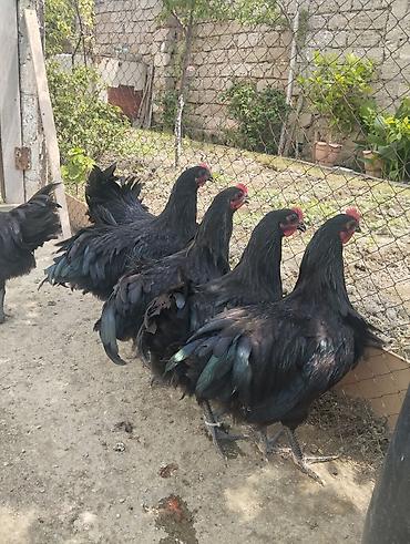 qara qurd: Toyuq, Australorp, Damazlıq, Ünvandan götürmə — 1