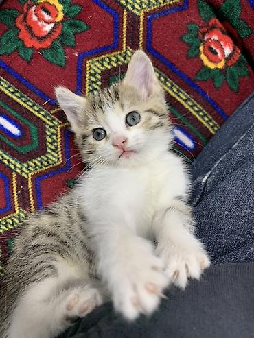 большая кошка: Отдаем котенка в добрые руки!!! котенок девочка - возраст 1–2 месяца — 2