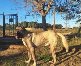 отдам щенка в хорошие руки бесплатно: Кангал, 1 год, Самец, Для вязки
