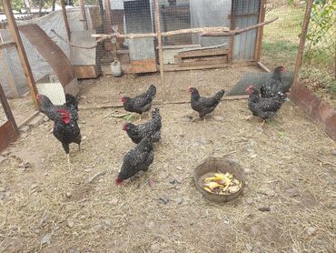 дикие птицы кыргызстана: Продаже инкубацыонные яйцы плимутрок обращаться +
