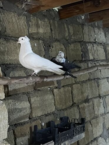 Göyərçinlər: Ev göyərçinləri dekorativ və uçuş üçün. - Rənglər: ağ, qara‑ağ — 8