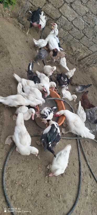 Ördəklər: Məhsul: Muskovi (Hind) ördəkləri – müxtəlif rənglərdə sürü Təsvir: - — 18