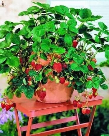 Semena i sadnice: Seme jagode nesto drugacije nesto novo japanskog porekla a od sad i — 8