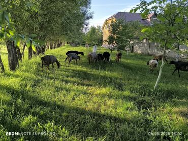 бравекто цена бишкек: Сатам | Ургаачы кой (ургаачы) | Көбөйтүү үчүн | Ургаачы, Токту