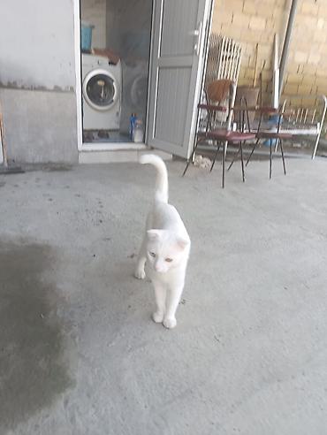ag pisik cinsləri: Şotland yastı qulaq — 3