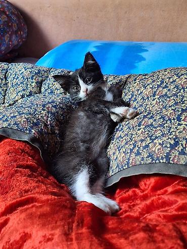 куплю коня: Кошка даром: Беспородная, 1 месяц, Мальчик — 2