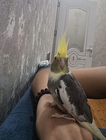 danisan qus: Ələ öyrəşmiş tam sağlam,3 aylıq baladır — 4