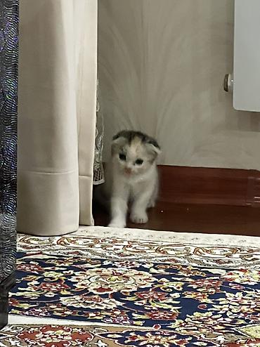 трехцветный кот мальчик: ‼️Продается шотландский вислоухий котенок, трехцветный — 3
