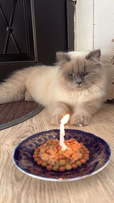 Pişiklər: Şotland uzun tüklü, Erkək, Cütləşmə üçün, Ünvandan götürmə — 10