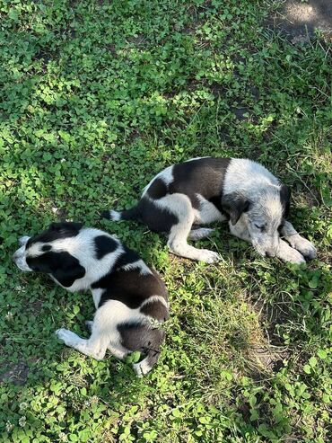 звонок собака фото: Продаются щенки дратхаара от родителей-рабочих с отличной родословной