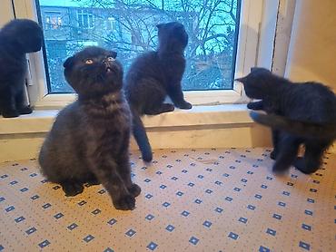 Pişiklər: Şotland — 6