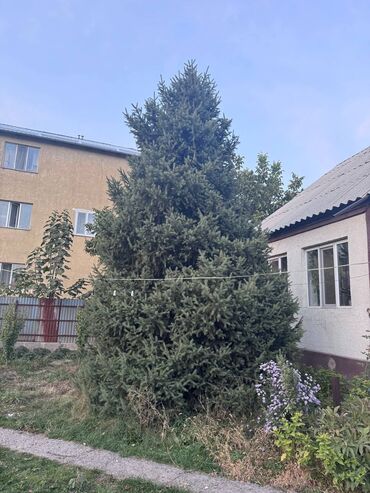 детское кресло на велосипед: Ель (возможно, ель обыкновенная) крупного размера для
