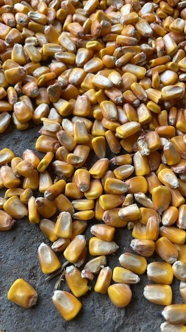 удобрение аммофос: Кукуруза зерно, сухая, желтая - Зерно кукурузы без початков