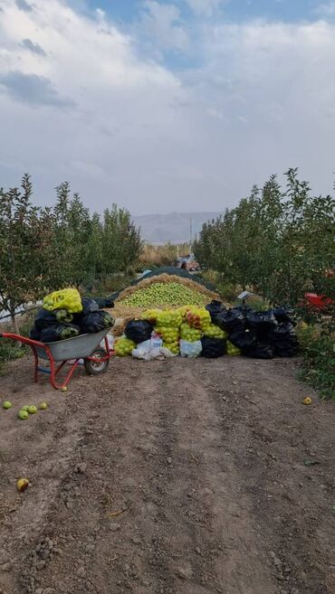 пеноплекс оптом бишкек: Алмалар Голден, Дүңүнөн