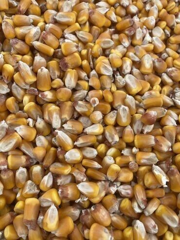 удобрения карбамид: Жүгөрү