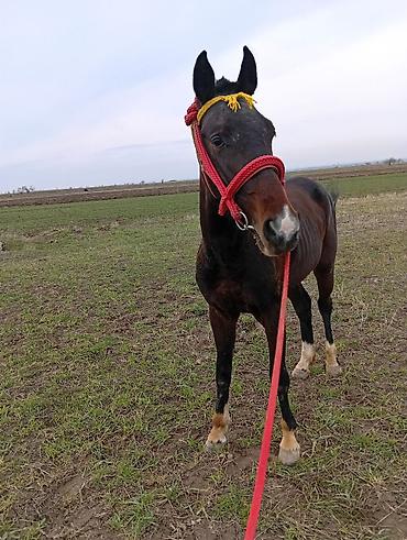 Лошади, кони: Продаю | Жеребец | Рабочий | Мерин — 6