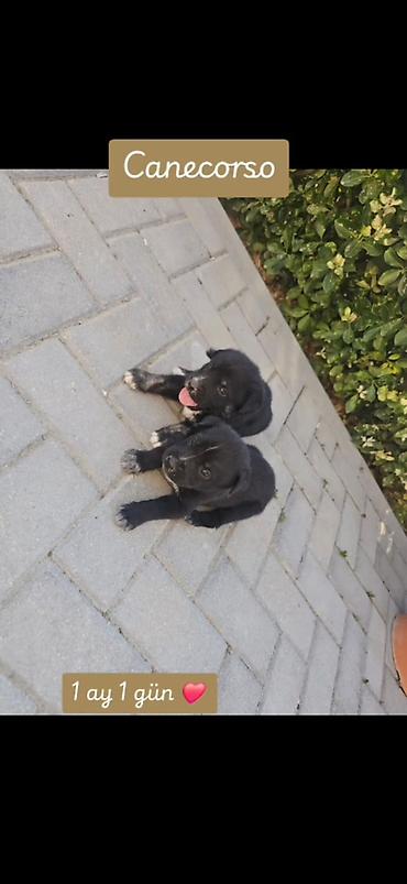 cane corso yavru: Kane-Korso, 1 ay — 2