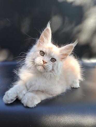 кохинхин мраморный: 🐾 Остался один эксклюзивный мальчик полидакт в поисках достойных — 3
