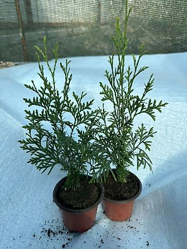 Туя: Туя западная — саженцы в контейнерах - Вид: Thuja occidentalis (туя — 11