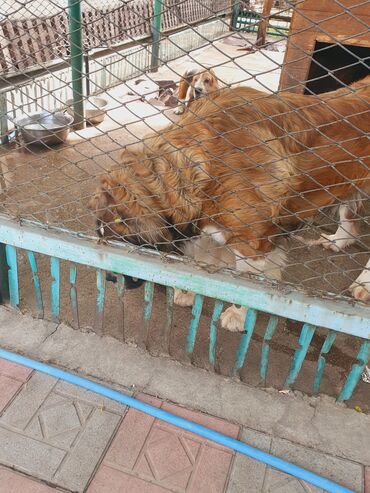 Вязка собак: Вязка: Самец, 2 года, С прививкой, С родословной — 5