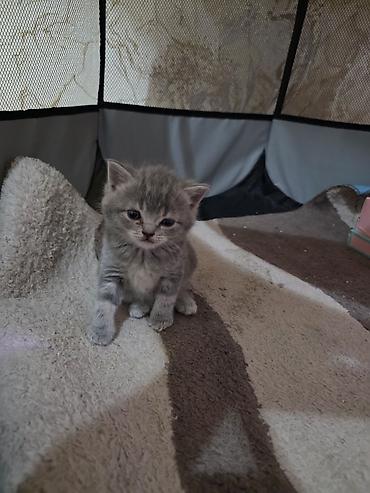 Pişiklər: Britan — 6